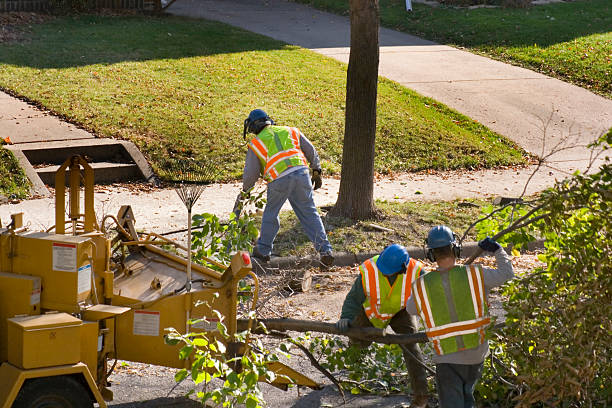 Reliable Sunbury, PA Tree Services Solutions